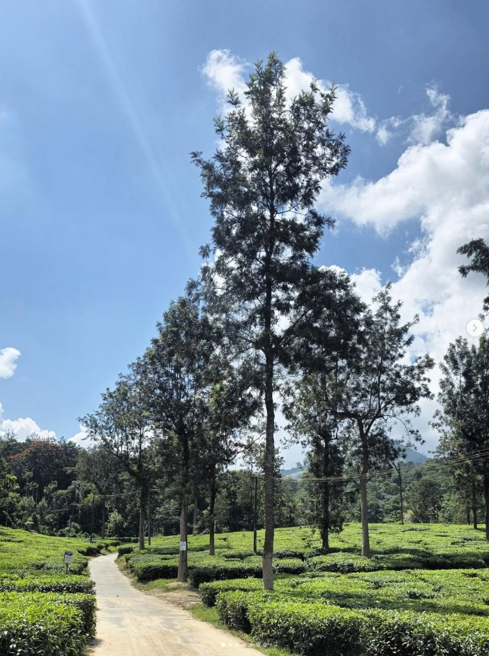 A tree-lined path cutting through the green tea estates near Chembra, Wayanad