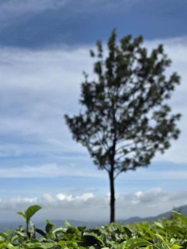 A tree-lined path cutting through the green tea estates near Chembra, Wayanad